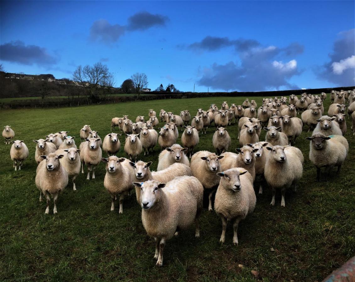 Nantgwynfaen Organic Farm Wales Villa Llandysul Buitenkant foto